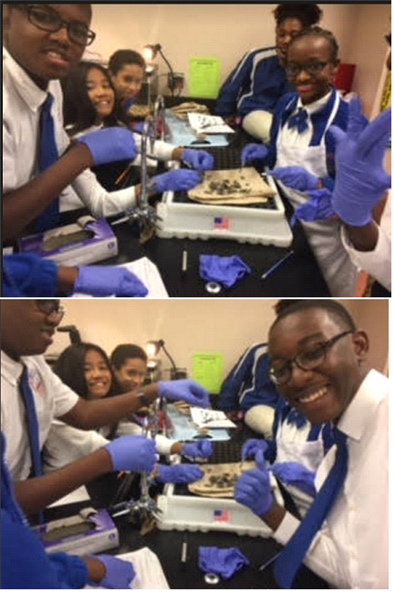 Dissection 1.jpg