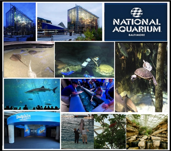 aquarium 1.jpg