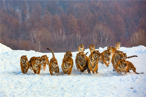 group-of-tigers-feeding-1.jpg