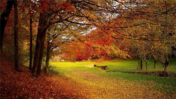 Autumn+Leaves1.jpg