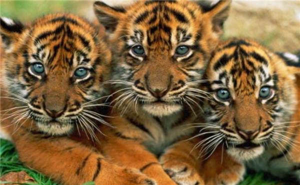 tiger cubs.jpg